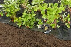 Windhager Unkraut- & Erdbeer-Folie -Deutschland Samen Kraft Verkaufs-Shop windhager unkraut erdbeer folie 1670532 de