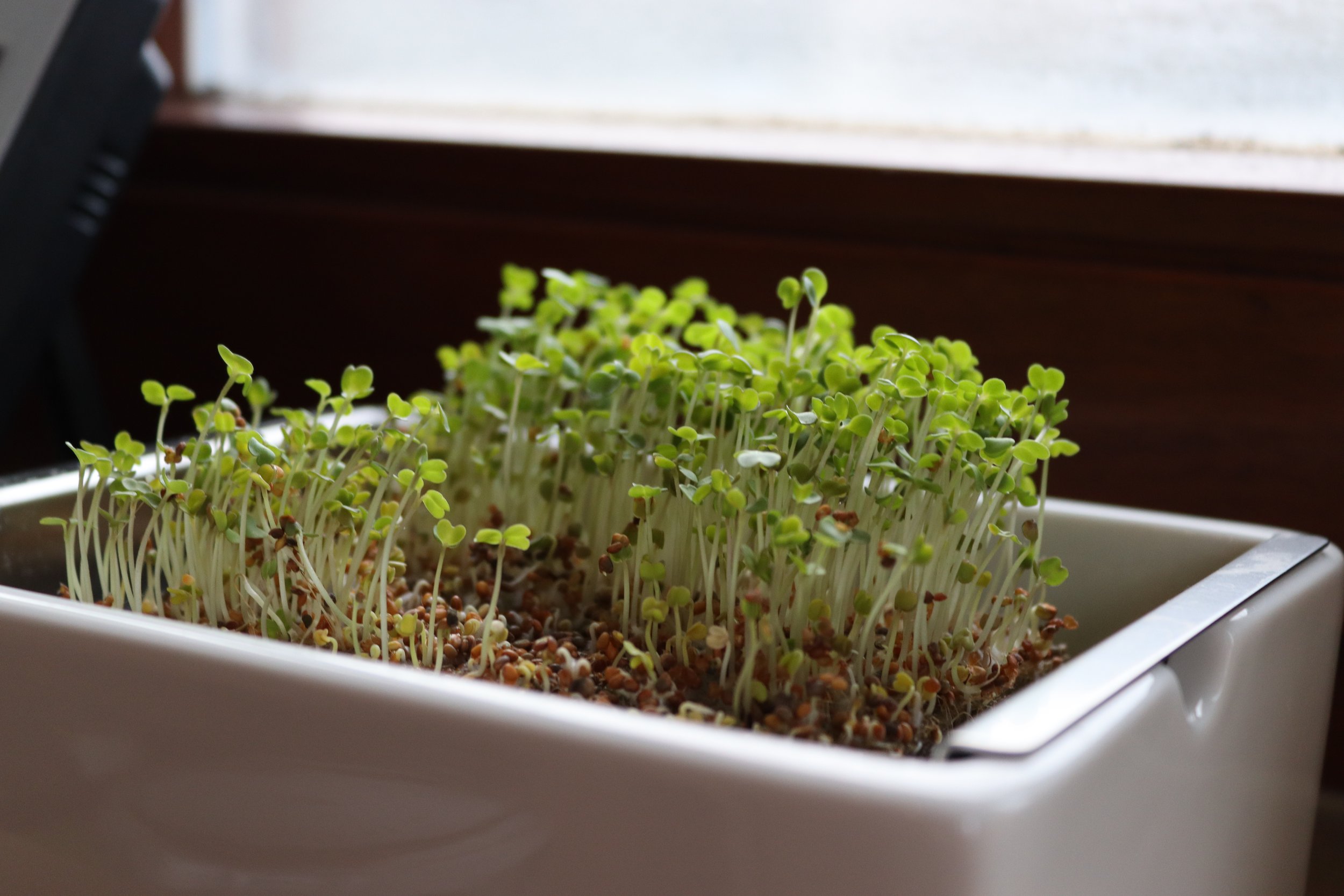 Deutschland Samen Kraft Verkaufs-Shop -Deutschland Samen Kraft Verkaufs-Shop Microgreensanbauen