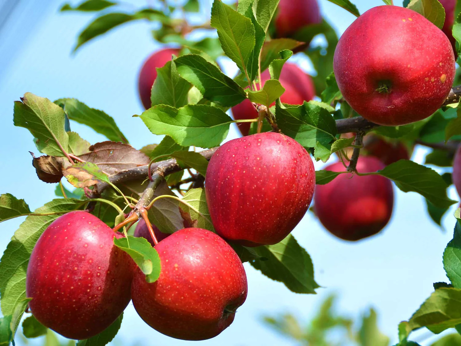 Deutschland Samen Kraft Verkaufs-Shop -Deutschland Samen Kraft Verkaufs-Shop apples on branch 02771321 efa6 402e 8ed7